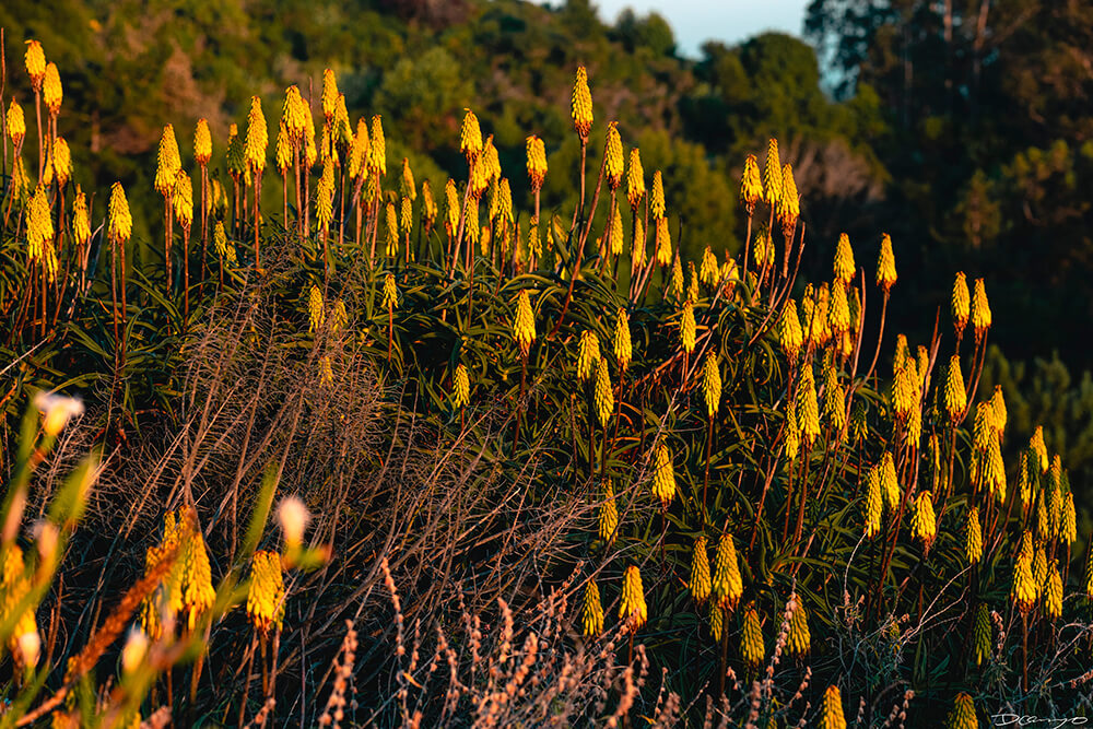 Floral, natural, and textural photos from my travels in the Bay Area in California, and more.